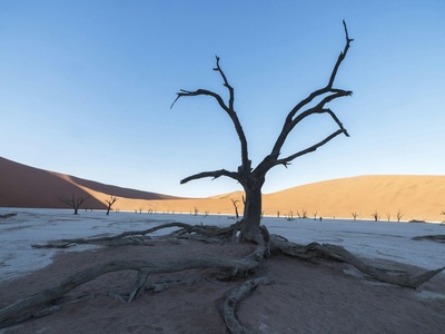 Camel Thorn
