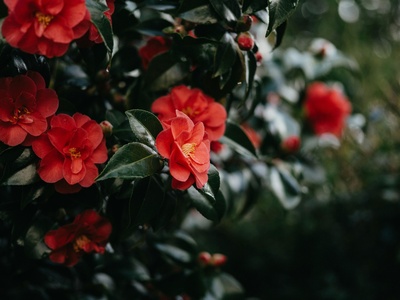 Camellia