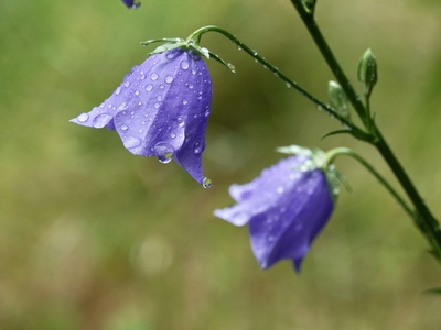Campanula