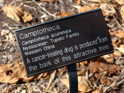 Camptotheca