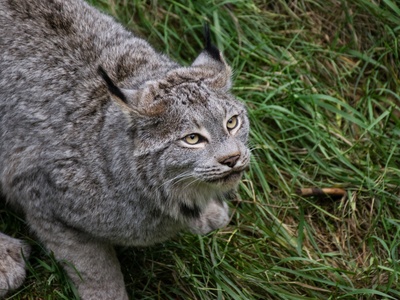Canada Lynx
