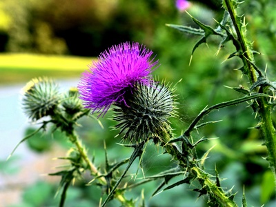 Canada Thistle
