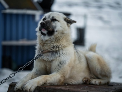 Canadian Eskimo Dog (Canadian Inuit Dog)