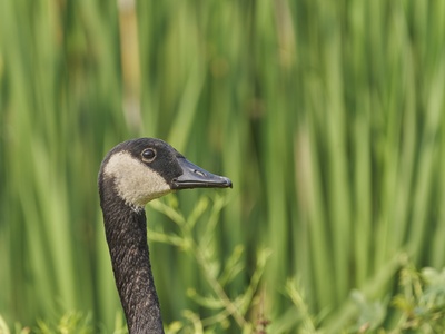 Canadian Goose