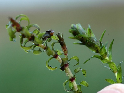 Canadian waterweed