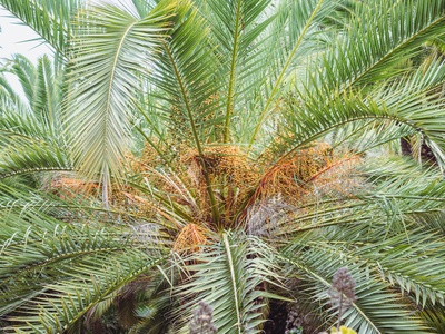 Canary Island Date Palm