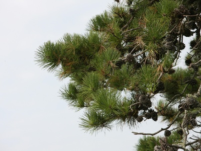 Canary Island Pine