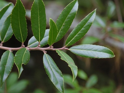 Canary Islands Holly