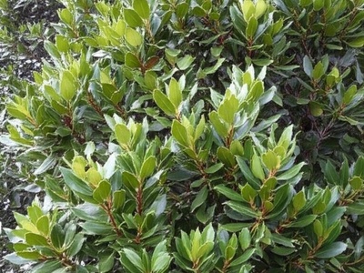 Canary Islands Laurel