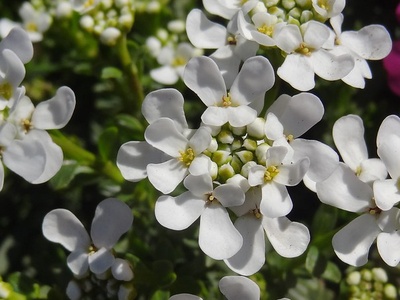 Candytuft