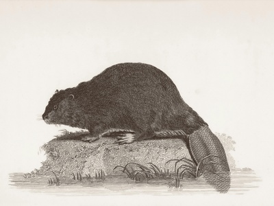 Cane Rat (Greater)