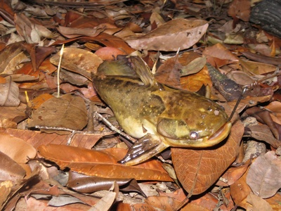 Cangati