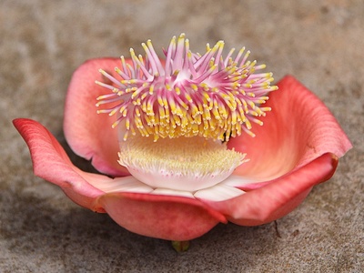 Cannonball Tree