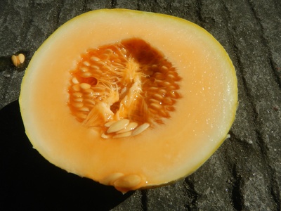 Cantaloupe