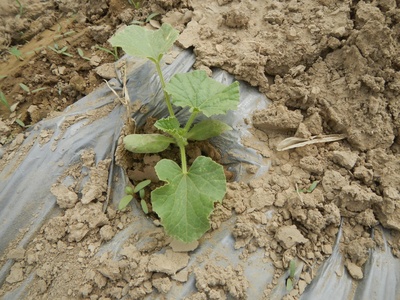Cantaloupe (Muskmelon)