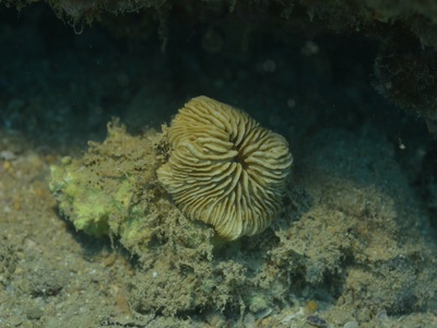 Cantharellus noumeae