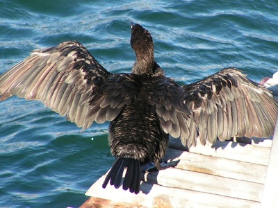 Cape Cormorant