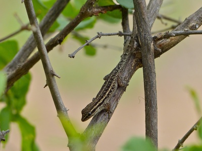 Cape Dwarf Gecko
