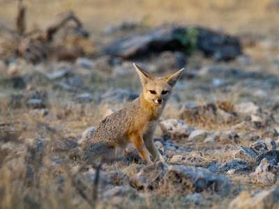 Cape Fox