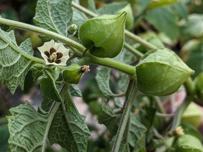 Cape Gooseberry