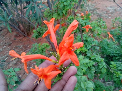 Cape Honeysuckle