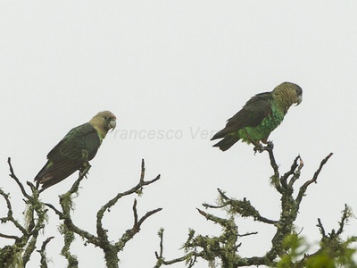 Cape Parrot