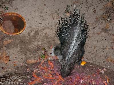 Cape Porcupine