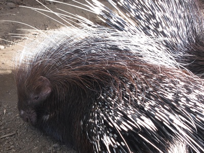 Cape Porcupine
