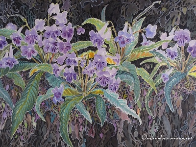 Cape Primrose