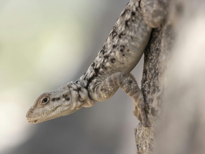 Cape Thick-toed Gecko