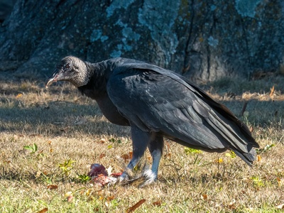 Cape Vulture