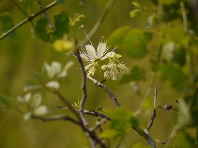 Caper Tree