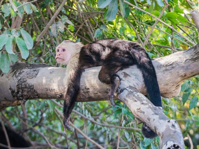 Capuchin