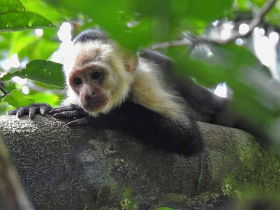 Capuchin Monkey (White-faced)