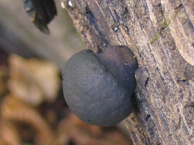 Carbon Balls