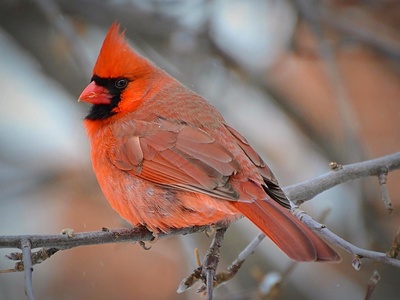 Cardinal