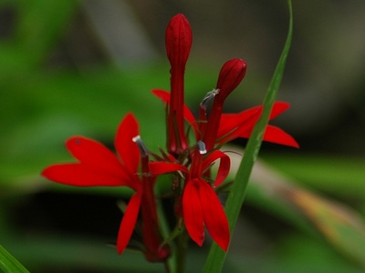 Cardinal Flower