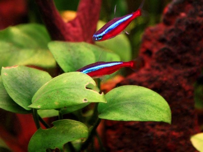 Cardinal tetra