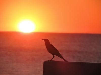 Carib Grackle