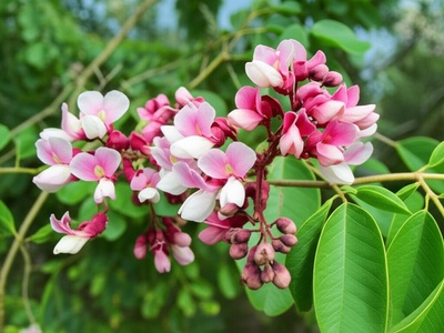 Caribbean Dogwood