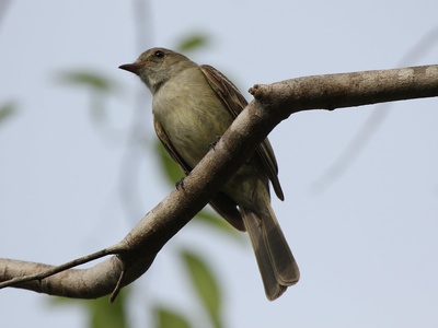 Caribbean Elaenia