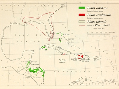 Caribbean pine