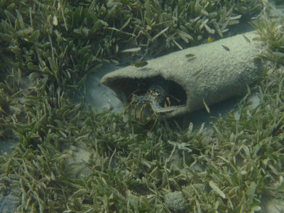 Caribbean Spiny Lobster
