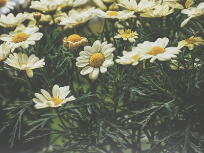 Carmel Daisy