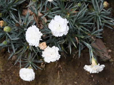 Carnation