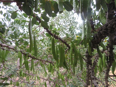 Carob Tree