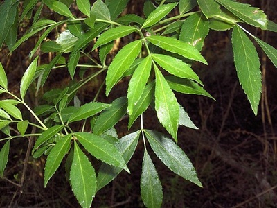 Carolina ash
