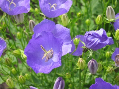 Carpathian Bellflower