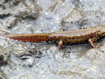 Carpathian Newt