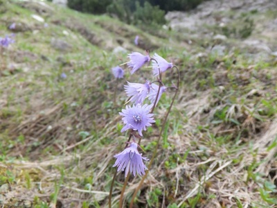 Carpathian Soldanella